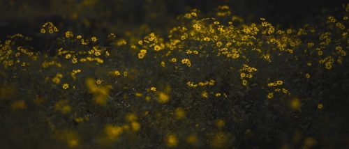 RAY 5401-Enhanced-NR